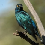 grt-blue-eared-4crop500