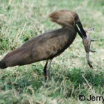 hammerkop-frog500