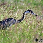 heron-hunting500