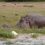 Yellow-billed oxpecker, Hippo and young. QE NP, Uganda