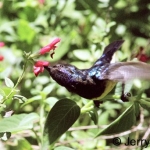 hovering-variable500