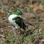 klaas-cuckoo-15-crop500
