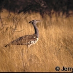 kori-bustard-side500