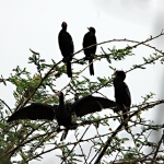 l-t-cormorant-group-300-re-72