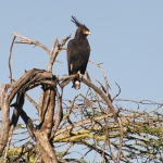 l.crested-eagle-1crop500