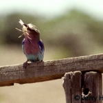 lilac-breaster-roller-bug500