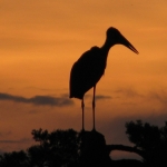 marabou-sunset500