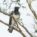Martial Eagle Queen Elizabeth NP. Uganda