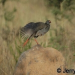 Red-necked spurfowl. Morning stretch. Lake Mburo NP, Uganda