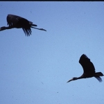 open-billed-storks-okavango-crop-72