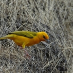 orange-weaver-crop-72