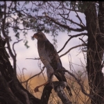pale-chanting-goshawk1500