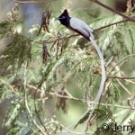 paradise-fly-catcher-white500