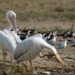 pelican-scratch500