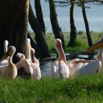 pelicans-lnnp
