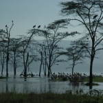 pelicans-marabou-storks-and-cormorants