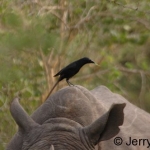 Piapiac on white rhino. Ziwa Ranch, Uganda