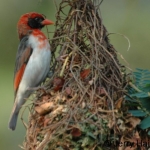 Red-headed weaver male. Lake Mburo NP, Uganda