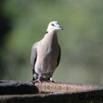 ring-necked-dove500
