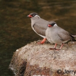 rock-pratincoles-crop500