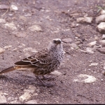 rufous-tailed-weaver-72