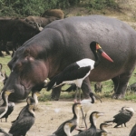 saddle-bill-hippo500