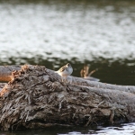 sandpiper-72