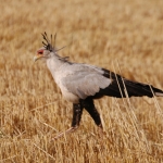 Secretary bird, Timau, Kenya
