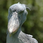 shoebill-head500