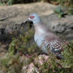 speckled-3crop500
