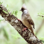 speckled-mousebird500