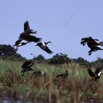 spur-winged-geese-okavango-crop-72