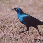 starling-walk-2-500