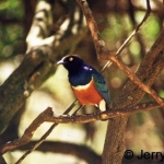 superb-starling500