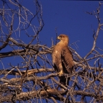 tawny-eagle-kalaharigemsbok-crop72