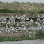 terns-QEP-2-72