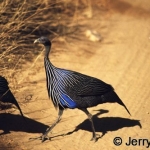 Vulturine guineafowl. Samburu, Kenya