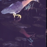 w-backed-night-heron-2re-72