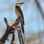 w-throated-Bee-eater-2-re-72