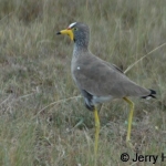 wattled-plover500