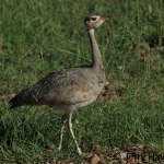 wb-bustard-fcrop500