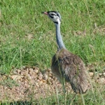 white-bellied-bustard-m500