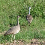 white-bellied-bustard-pair2500