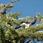 white-bellied-go-away500