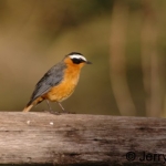 white-browed-robin-chat500