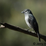 white-eyed-slaty-flycatrchercrop500