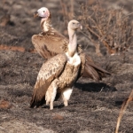 white-headed-vultures-Meru500