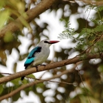 woodland-Kingfisher-crop