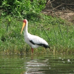 yellow-bill-stork500