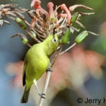 yellow-white-eye500